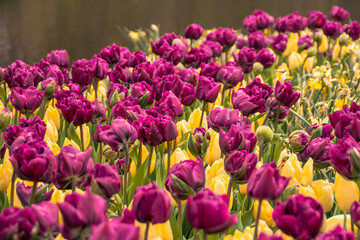 Flower bulbs in the largest spring park in Europe, the Keukenhof in the Netherlands
