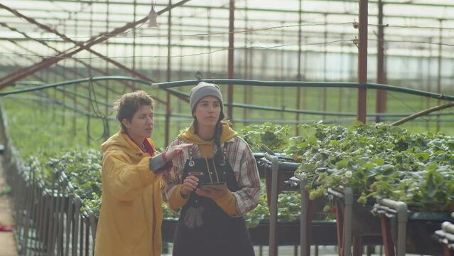 Medium long shot of two female colleagues discussing something on digital tablet while working together in strawberry greenhouse farm