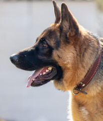 German shepherd dog close up portrait in sunny day