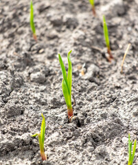 Shoots of garlic on the field in early spring. Close-up