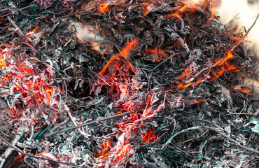 Burning dry branches in the forest, close-up