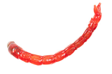 Red bloodworm isolated on white background. Macro.