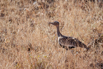 Red-crested korhaan or red-crested bustard (Lophotis ruficrista) walking in the Zambezi National Park, Zimbabwe