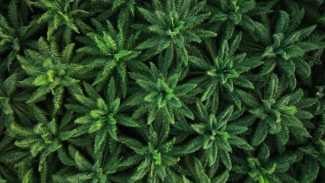 Aerial view drone drone zoom in spins above palm oil plantation field, southern of Thailand