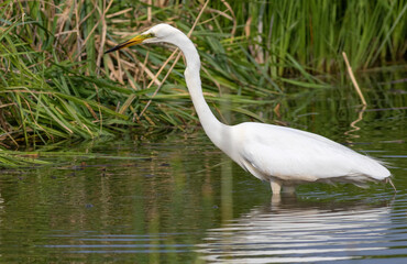 Great egret, Ardea alba. A bird hunts while walking along the river bank
