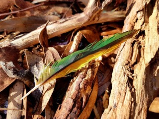 Green feather parrot on the ground Australia Queensland