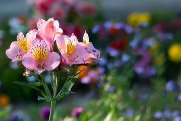 公園の花壇でカラフルなピンク　アルストロメリアの花