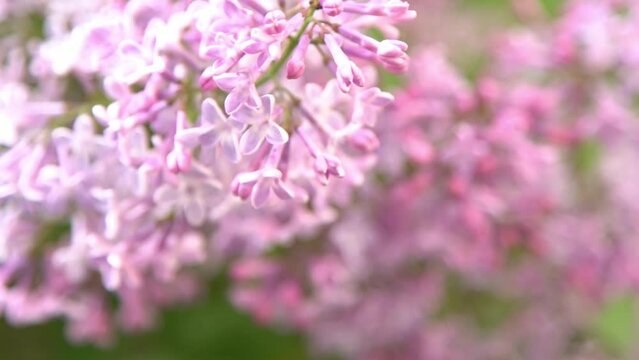 Lilac flowers branch. Floral background natural spring. Blossoming lilac flower bud. Spring time color. Beautiful purple petal plant. Botanical flora Aesthetic mood Summer garden Pink liliac wind sway