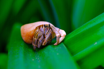 White-shelled hermit crab macro, animal closeup, hermit crab (Coenobita Brevimanus) trying to get off a pandan leaf, Indonesian Hermit Crab