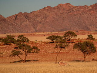 huge sand dunes in the Namib Desert with trees in the foreground of Namibia