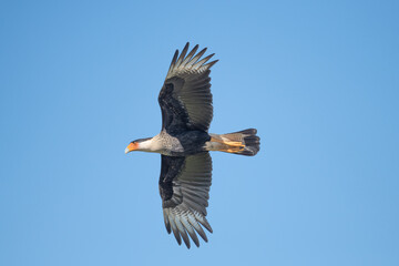 Osprey (Pandion haliaetus), also called sea hawk, river hawk, and fish hawk, is a diurnal, fish-eating bird of prey with a cosmopolitan range.