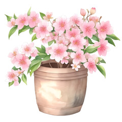pink flowers in a pot