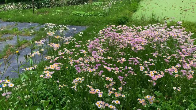 Field of little pink flower Philadelphia fleabane Erigeron roadside flowers on green land