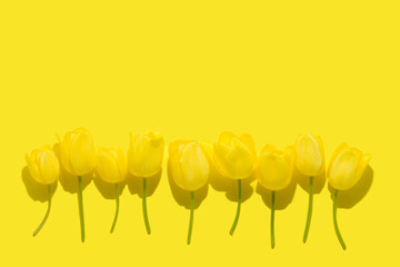 flat lay spring abstract flowers background of yellow tulips flower with hard shadow, copy space