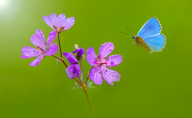 Macro shots, Beautiful nature scene. Closeup beautiful butterfly sitting on the flower in a summer garden.