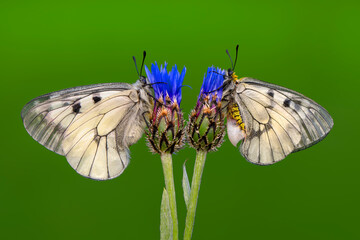 Macro shots, Beautiful nature scene. Closeup beautiful butterfly sitting on the flower in a summer garden.