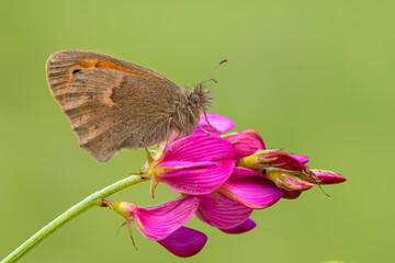 Macro shots, Beautiful nature scene. Closeup beautiful butterfly sitting on the flower in a summer garden.