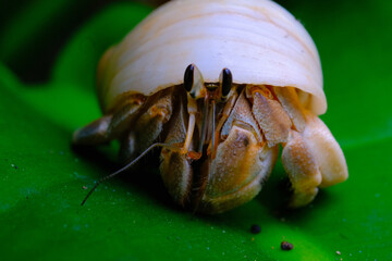 Macro Photography. Closeup Shot of hermit crabs taking shelter among pandan leaves in a garden in the city of Bandung - Indonesia. Macros