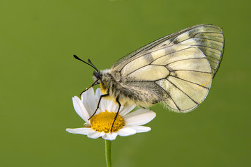 Macro shots, Beautiful nature scene. Closeup beautiful butterfly sitting on the flower in a summer garden.