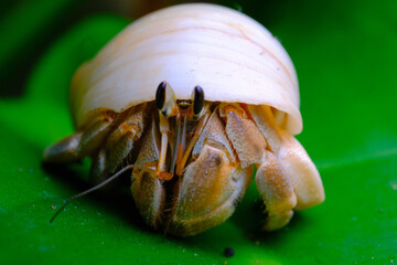 Macro Photography. Closeup Shot of hermit crabs taking shelter among pandan leaves in a garden in the city of Bandung - Indonesia. Macros
