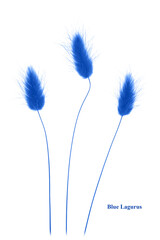 Blue lagurus on a white background. Creative layout. Flower composition. Fluffy grass.