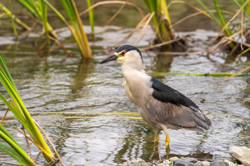 Black-crowned night heron (Nycticorax nycticorax) stands on a shallow creek.