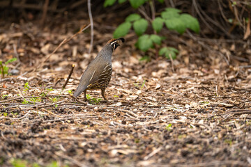 Male California quail (Callipepla californica) walking in the park. 