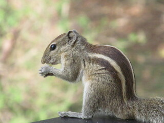squirrel eating nut