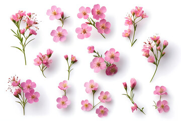 pink cherry flowers isolated on white background