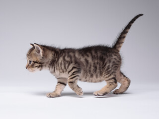 kitten