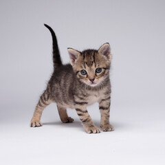 Obraz premium kitten