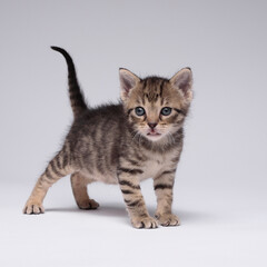 Obraz premium kitten