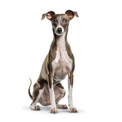 italian greyhound dog isolated on white background, ai generative