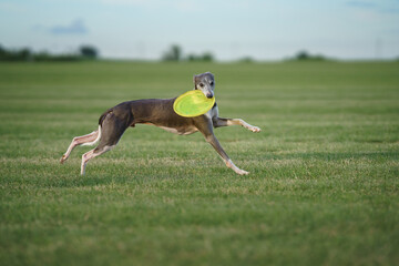 greyhound dog runs on the lawn. Whippet plays on grass. Active pet outdoors