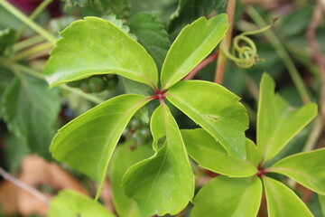 Plantas verdes.