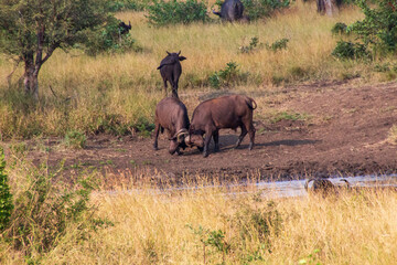 Buffalo Fight, Kruger National Park