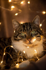 portret kota w lampkach