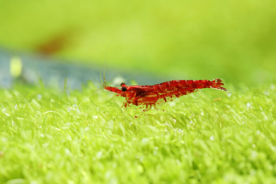 Red cherry shrimp (Caridina species) in planted tank