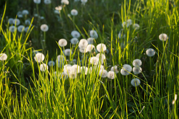 Dandelions with seed heads with grass on foreground, selective focus