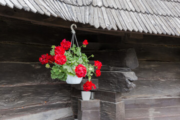 Fototapeta na wymiar Flowerpot with geranium suspended under of wooden church roof outdoors