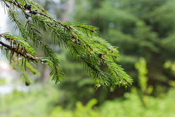 Branches of fir tree during a rain on blurred background