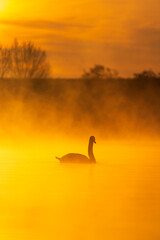 A swan on a misty lake during a beautiful sunrise
