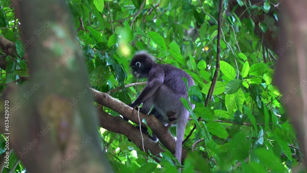 Poster wild dusky leaf monkey or spectacled langur (trachypithecus obscurus) spotted perched on tree branch