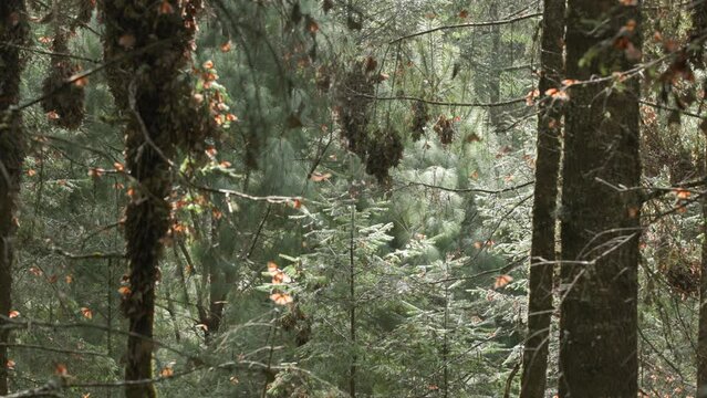 Monarch butterflies flying between the pine trees in the Monarch Butterfly Biosphere Reserve in Mexico. Slow Motion.