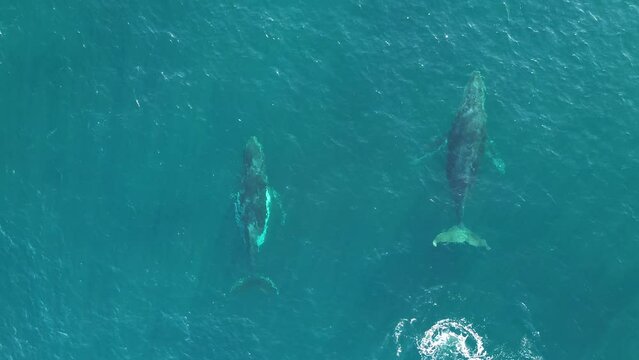 Drone aerial shot of 2 humpback whales swimming alongside each other Norah Head beautiful majestic travel tourism environment nature Central Coast NSW Australia