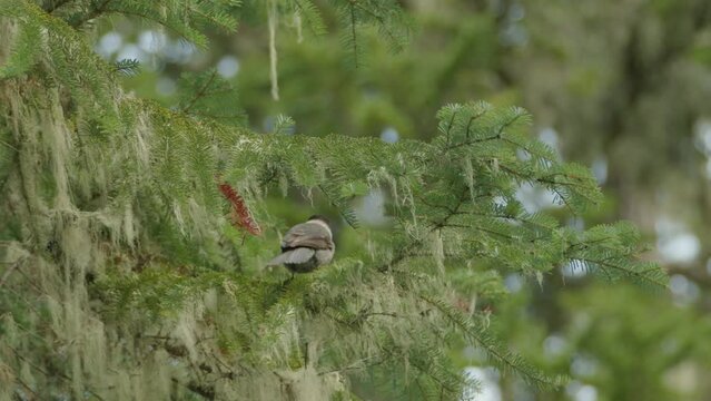 Close up of Canada Jay balancing on tree branch swaying in wind. Handheld