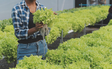 Two Asian farmers inspecting the quality of organic vegetables grown using hydroponics.