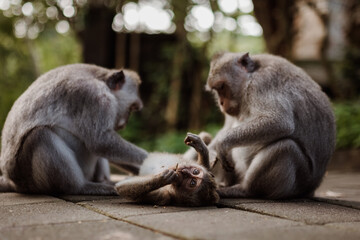 Family of long-tailed macaque at Uluwata temple in Bali, Indonesia