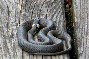 a high angle shot of a grass snake coiled on a board