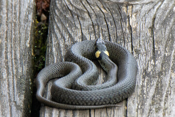 A close-up of a grass snake Natrix natrix coiled on a plank